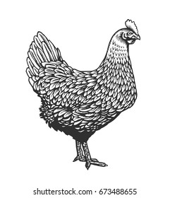 Chicken or hen drawn in vintage engraving or etching style. Farm poultry bird isolated on white background. Vector illustration in monochrome colors for poster, restaurant menu, website, logo.