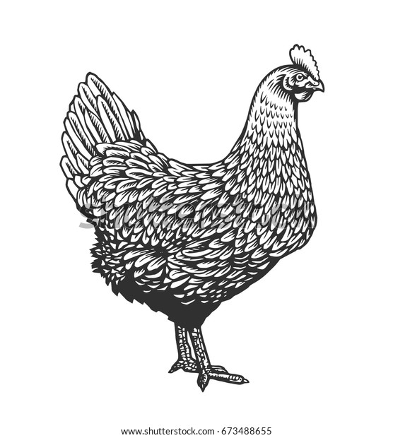 ビンテージ彫刻やエッチングスタイルで描かれた鶏や鶏 白い背景に家禽の飼育鳥 ポスター レストランのメニュー ウェブサイト ロゴ用のモノクロカラーのベクターイラスト のベクター画像素材 ロイヤリティフリー