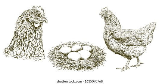 Chicken, hen, eggs in a nest, hand drawn illustration.