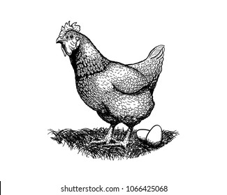 Chicken Hen Hand Drawn Animal Vector Illustration Sketch With Eggs