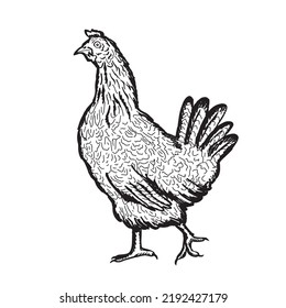 
Chicken hen hand drawn engraving style.Farming .Vector illustration.