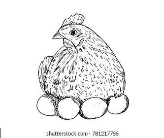 Chicken hen incubates the eggs vector sketch of poultry.