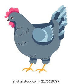 Chicken or hen, isolated chick or rooster breeding and farming, growth of poultry for meat. Livestock and tending for domestic animals. Production and farm business sale. Vector in flat style