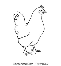 Chicken Hen Line Art Hand Drawn Stock Vector (Royalty Free) 479248966 ...