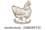 Chicken, hen with nest, eggs. Sketch artwork silhouette chicken, hen with nest, eggs. Vintage retro print, chicken, hen eggs sketch ink pencil style drawing, engrave old school. Vector Illustration