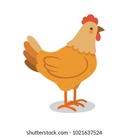 Chicken, Hen on a white background