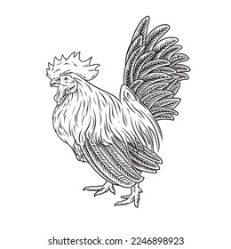 chicken hen or rooaster drawing