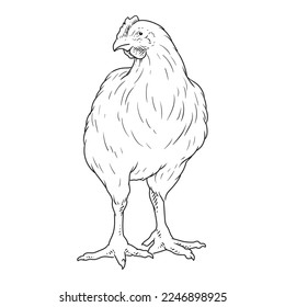 chicken hen or rooaster drawing