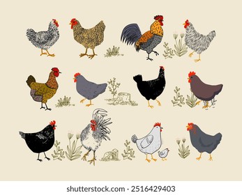 Chicken, hen, rooster character hand drawing vector illustration. Poultry farm birds animal collection on vintage style element.