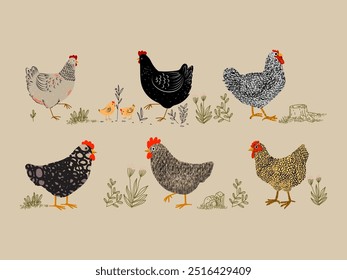 Chicken, hen, rooster character hand drawing vector illustration. Poultry farm birds animal collection on vintage style element.