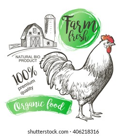 Chicken, hen, rooster, cock, cockerel and farm. Vector illustration in vintage style.
