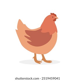 Pollo gallina simple Ilustración vectorial. Clipart de dibujos animados de pollo hembra de gallina, animal en estilo plano. Concepto de animales de granja, agricultura rural. Diseño de Vector de gallina de aves de corral de ganado aislado sobre fondo blanco