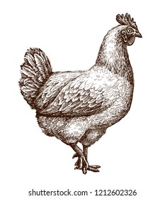 Chicken, Hen Sketch. Poultry Farm Concept. Drawn Vintage Vector Illustration