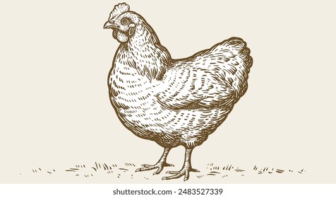 Chicken, hen, sketch. Vintage retro print, chicken, hen sketch ink pencil style drawing, engrave old school. Sketch artwork silhouette chicken, hen isolated on white background. Vector Illustration