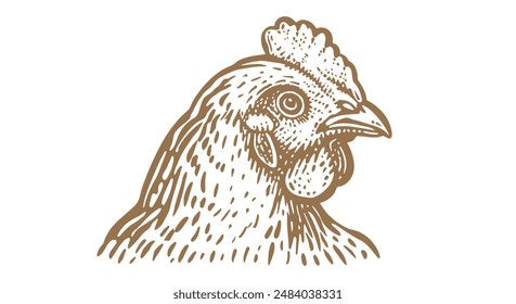 Pollo, gallina, boceto. Estampado retro de Antiguas, pollo, boceto de gallina lápiz estilo dibujo, grabado de la vieja escuela. Dibujo de la silueta del pollo, luego aislado sobre fondo blanco. Ilustración vectorial