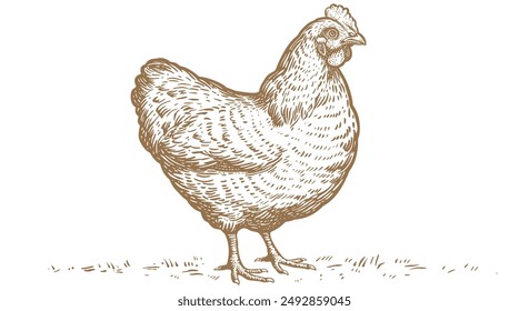 Pollo, gallina, boceto. Estampado retro de Antiguas, pollo, boceto de gallina lápiz estilo dibujo, grabado de la vieja escuela. Dibujo de la silueta del pollo, luego aislado sobre fondo blanco. Ilustración vectorial