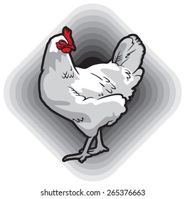 Chicken. Hen. Vector. Gray background.
Series of livestock vector images.