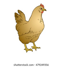 Chicken hen vector illustration