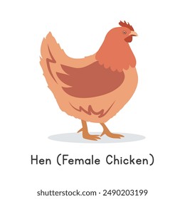 Chicken hen vector illustration. Cute hen female chicken cartoon clipart, animal in flat style. Farm animals concept, rural farming. Livestock poultry hen vector design isolated on white background