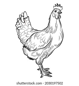 chicken icon on a white background. Vector illustration.