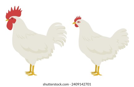Chicken illustration rooster and hen