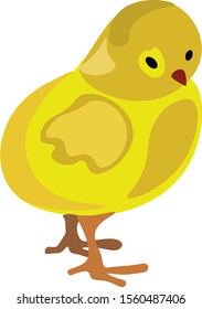 Chicken, illustration, vector on white background.