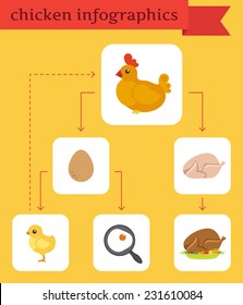 Chicken infographics in flat style.Vector illustration