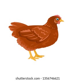 Chicken isolated on white background. Farm Bird. Vector illustration in cartoon flat style.
