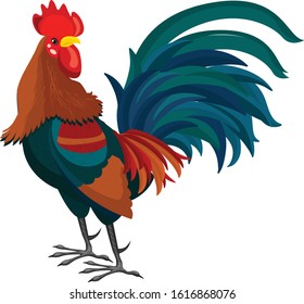 chicken isolated on white background. illustration vector