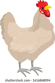 chicken isolated on white background. illustration vector