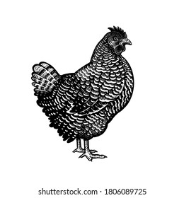 Chicken isolated on a white background. Domestic bird. Farm animals series. Vector illustration of poultry. Black and white graphics. Vintage sketch of hen.