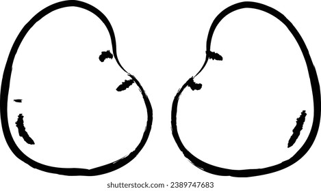 Chicken kidney hand drawn vector illustrations
