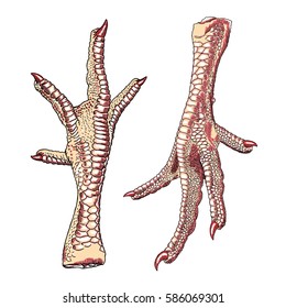 Chicken legs for Chinese plate. Asian cooking, farm domestic bird pair of legs with finger nails. Vector.  
