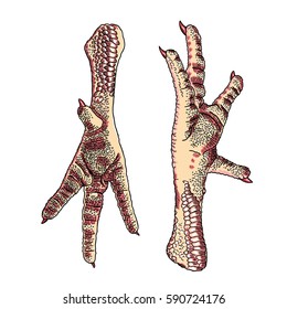 Chicken legs for Chinese plate. Asian cooking, farm domestic bird pair of legs with finger nails. Vector.  