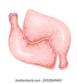 Hühnerbeine, Vektorgrafik. Cartoon einzeln auf zwei Hühnern mit Knochen und Haut, frischer Teil von Huhn oder Puten-weißem Fleisch zum Kochen in der Küche, nicht gekochte Fleischstücke von Masthähnchen