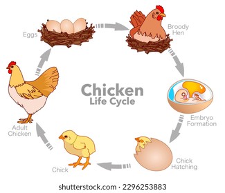 Chicken life cycle. Birds, poultry reproduction loop, egg developmental stages, phases, set. Hen, hatching egg, embryo formation chick. Colored arrows. Biology lesson worksheet. Illustration vector	