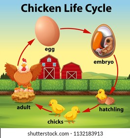 Chicken life cycle concept