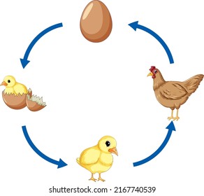 Chicken life cycle diagram illustration