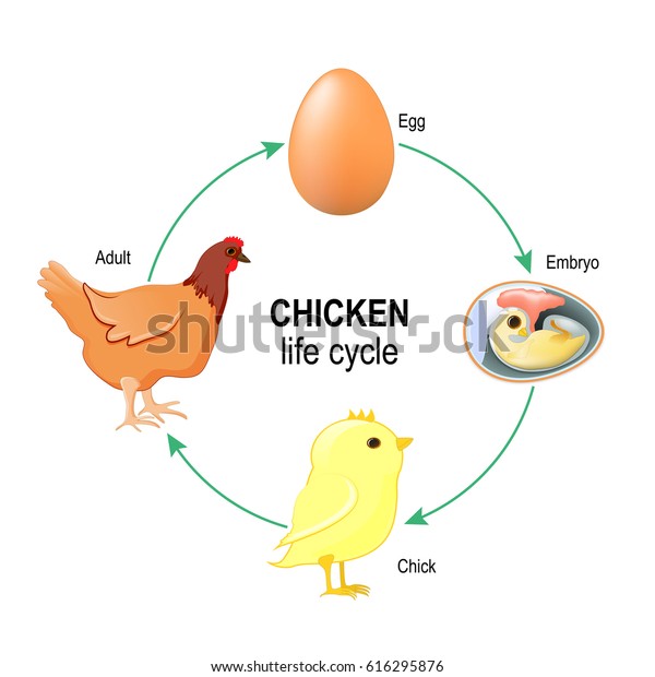 Chicken Life Cycle Egg Embryo Chick Stock Vector (Royalty Free) 616295876