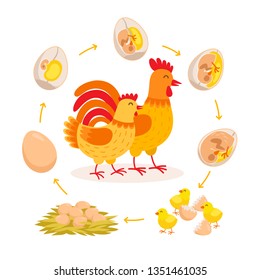 Chicken life cycle, embryo development from egg to hatching chicken. Cute hen and Rooster having babies chicks cartoon characters isolated on white background. Vector illustration in flat style.