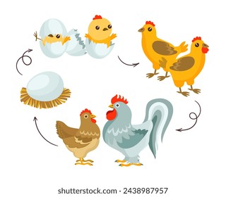 Ciclo de vida del pollo. Etapas de crecimiento de aves de granja. Desarrollo animal doméstico. Gallo de dibujos animados y gallina con polluelos. Habitantes de corral. Creciente evolución. Espléndido