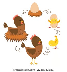 Chicken life cycle. Hatching and growing process of chicken. Stages of chicken growth from egg to hen and adult mother bird.