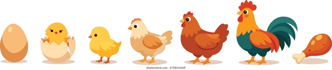 Chicken life cycle illustrated from egg to chick to adult bird