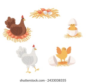 Ciclo de vida del pollo aislado sobre fondo blanco. Ilustración de elemento de diseño gráfico de dibujos animados vectoriales