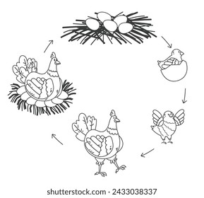 Ciclo de vida del pollo aislado sobre fondo blanco. Ilustración de elemento de diseño gráfico de dibujos animados vectoriales