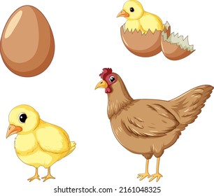 Chicken Life Cycle Set Illustration Stock Vector Royalty Free