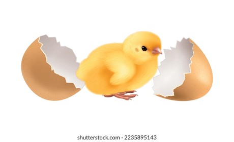 Composición de etapas del ciclo de vida del pollo con imagen realista aislada en ilustración vectorial de fondo en blanco