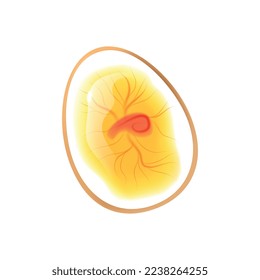 Composición de etapas del ciclo de vida del pollo con imagen realista aislada en ilustración vectorial de fondo en blanco
