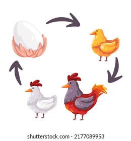 Chicken life cycle stages from egg to young and adult rooster reproduction illustration