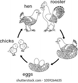 Life Cycle Of A Hen 库存矢量图 图片和艺术矢量图 Shutterstock